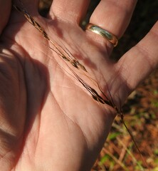 Sorghastrum elliottii