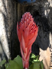 Billbergia pyramidalis