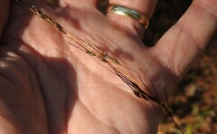Sorghastrum elliottii