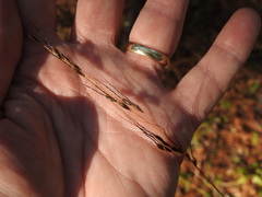 Sorghastrum elliottii