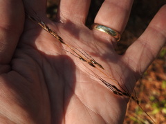 Sorghastrum elliottii