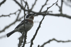 Batis molitor molitor