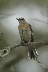 Cercotrichas quadrivirgata