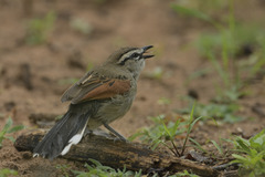 Tchagra australis