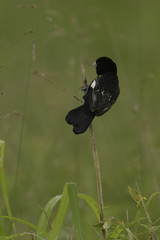 Euplectes albonotatus