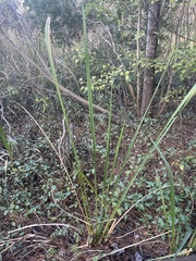 Zizaniopsis miliacea