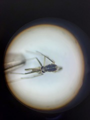 Aedes tormentor