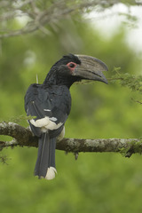 Bycanistes bucinator