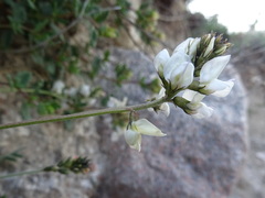 Oxytropis ochroleuca