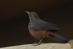 Thamnolaea cinnamomeiventris autochthones