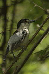 Dryoscopus cubla hamatus