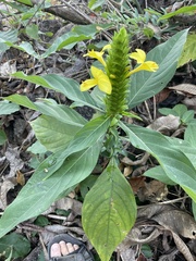 Barleria oenotheroides
