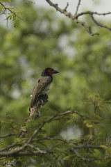 Lybius torquatus torquatus