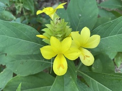 Barleria oenotheroides