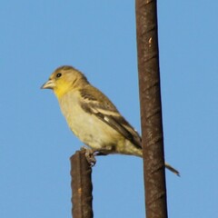 Spinus psaltria