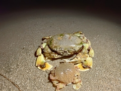 Matuta victor