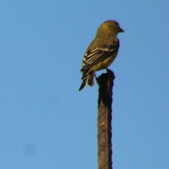 Spinus psaltria