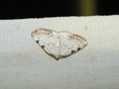 Lomographa bimaculata
