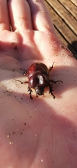 Phyllognathus excavatus