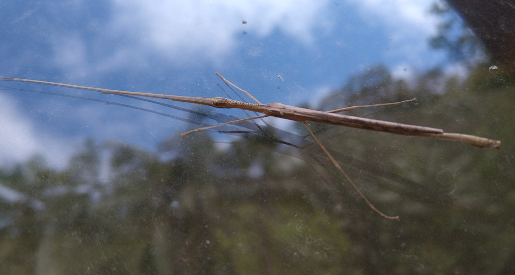 Agrostia rugicollis