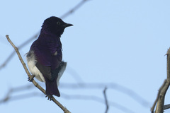 Cinnyricinclus leucogaster