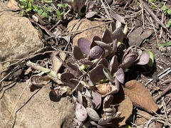 Adromischus alstonii