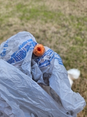 Lysurus periphragmoides