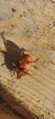 Phyllognathus excavatus