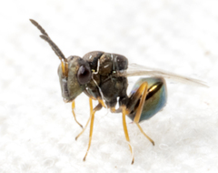 Eucharitidae