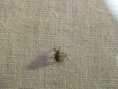 Anthonomus rectirostris