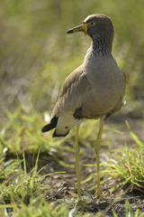Vanellus senegallus