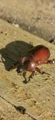 Phyllognathus excavatus