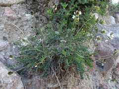 Oxytropis ochroleuca