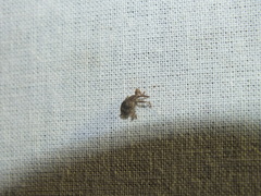 Anthonomus rectirostris