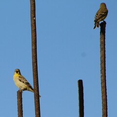 Spinus psaltria