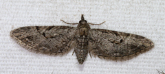 Eupithecia bolterii