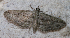 Eupithecia longidens