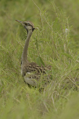 Lissotis melanogaster