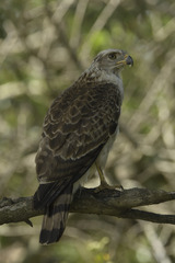 Circaetus fasciolatus