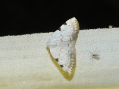 Lomographa bimaculata
