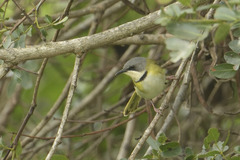 Apalis ruddi