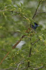 Terpsiphone viridis granti