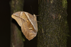 Eryphanis automedon