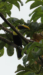 Ramphastos ambiguus