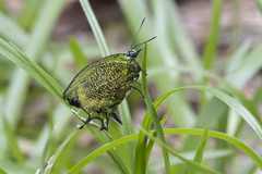 Arcas imperialis