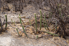 Trichocereus quadratiumbonatus