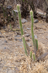 Trichocereus quadratiumbonatus