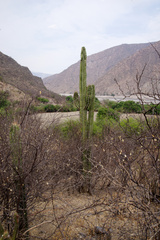 Neoraimondia herzogiana