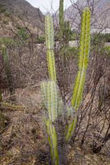 Cereus hankeanus