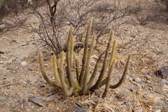 Cleistocactus micropetalus